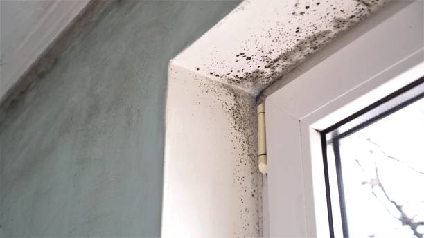 Mold Remediation for Rental Properties in Sugar Hill, GA