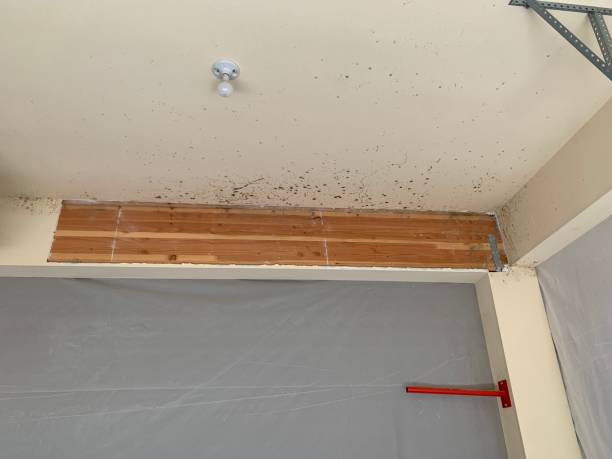 Best Mold Damage Restoration  in Sur Hill, GA